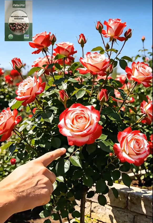 đ„Hot Sale 49% OFFđ„New Rose Seed Variety | Easy to Grow & High Survival | Big Sale