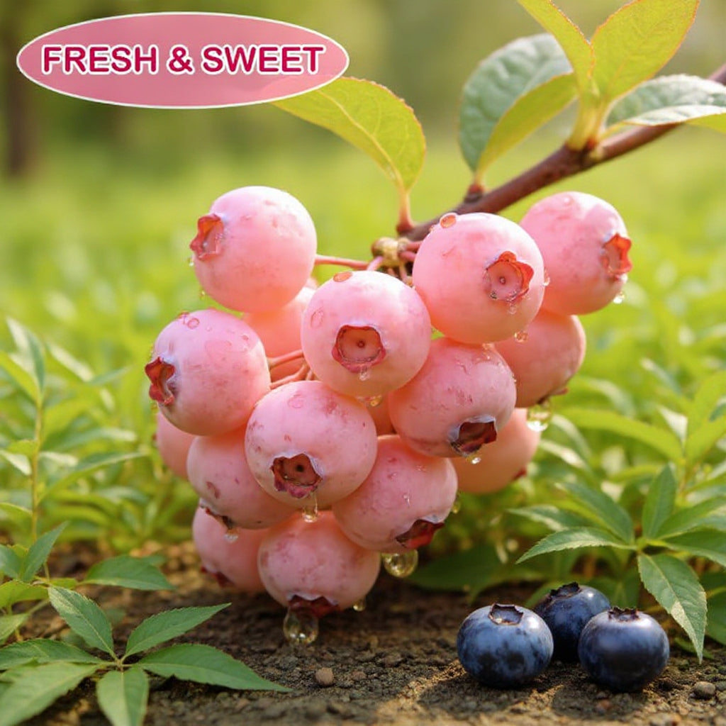 🔥50K+ SOLD!💟Premium Pink Blueberry Seeds -😋A Uniquely Delightful Taste