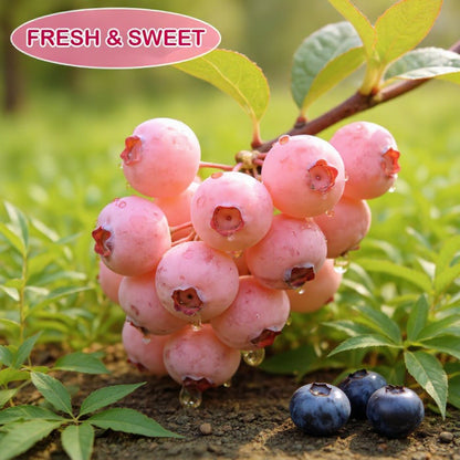 🔥50K+ SOLD!💟Premium Pink Blueberry Seeds -😋A Uniquely Delightful Taste
