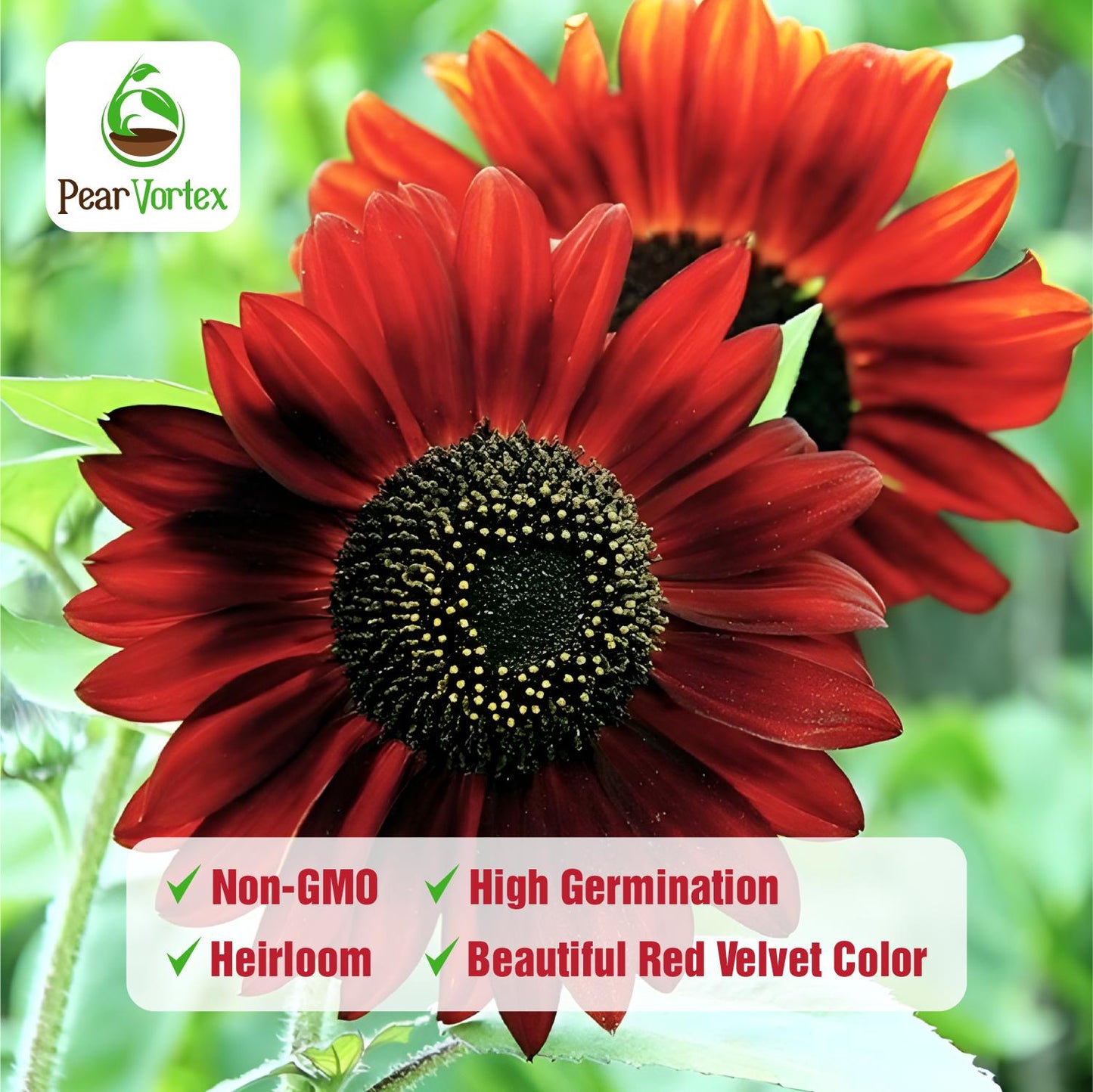 Sunflower Seeds Mix – Red & Colorful Heirloom Collection