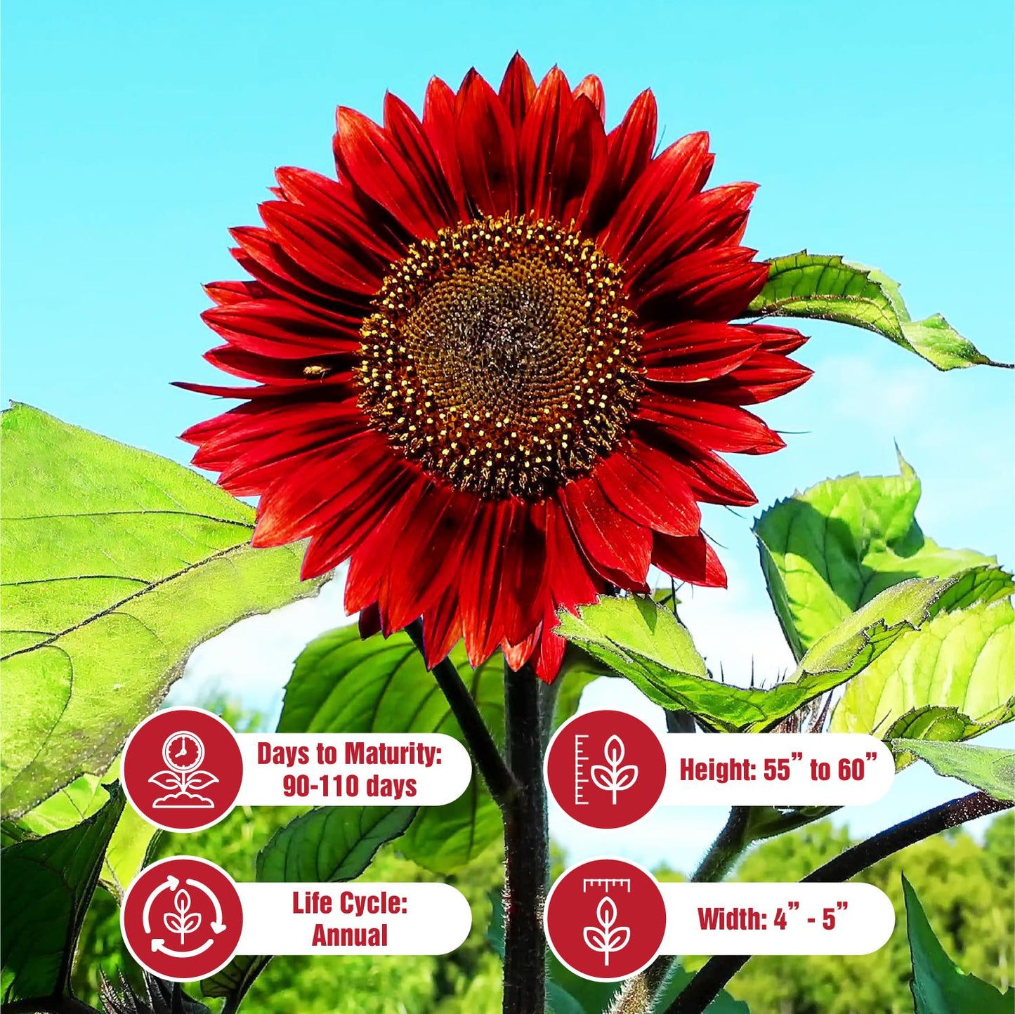 Sunflower Seeds Mix – Red & Colorful Heirloom Collection