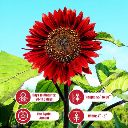 Sunflower Seeds Mix – Red & Colorful Heirloom Collection