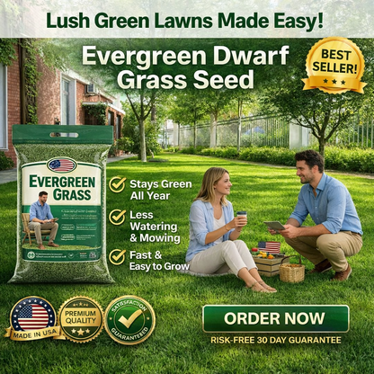 🌱 2026 Four Seasons Evergreen Grass Seed | Durable, Vibrant Green All Year