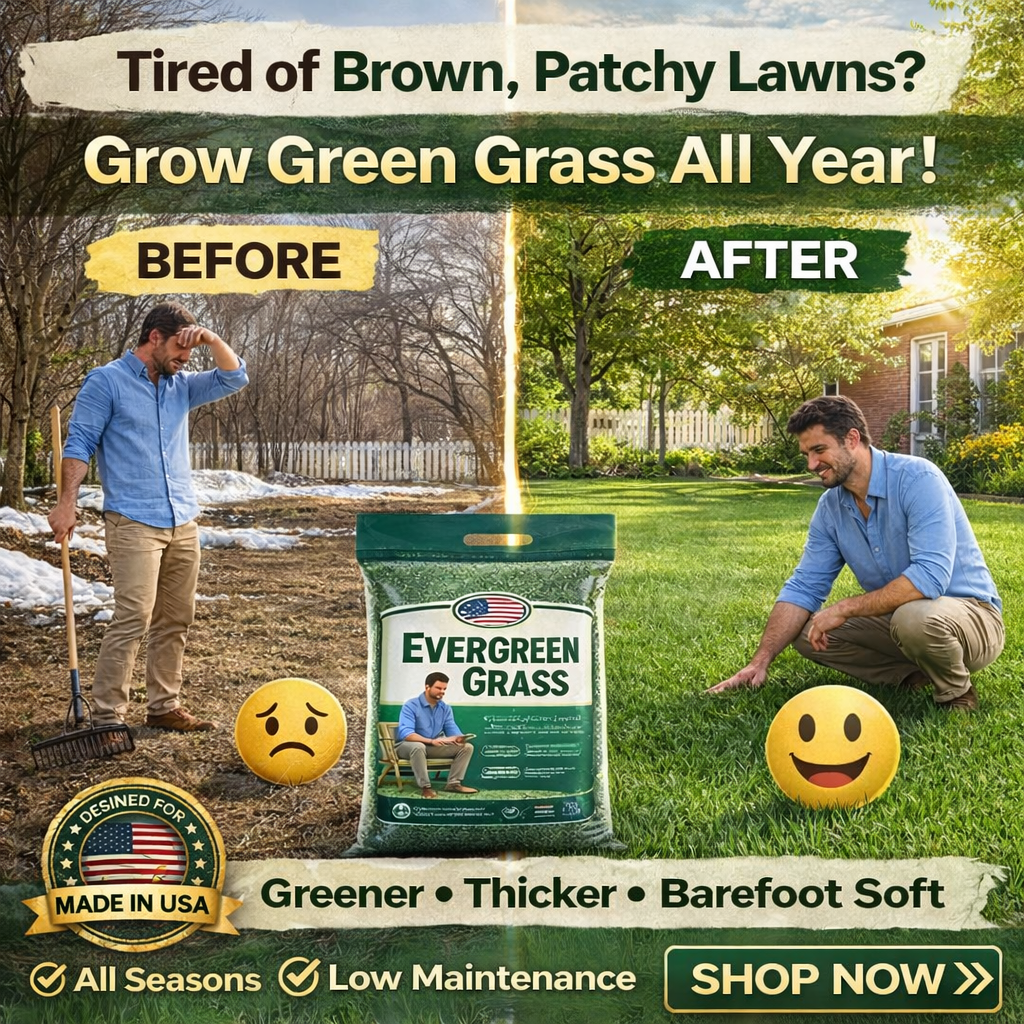 🌱 2026 Four Seasons Evergreen Grass Seed | Durable, Vibrant Green All Year