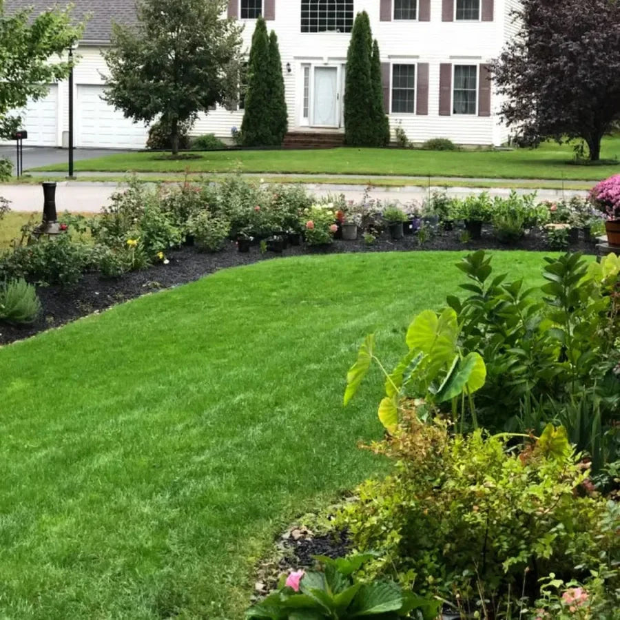 🌱 2026 Four Seasons Evergreen Grass Seed | Durable, Vibrant Green All Year