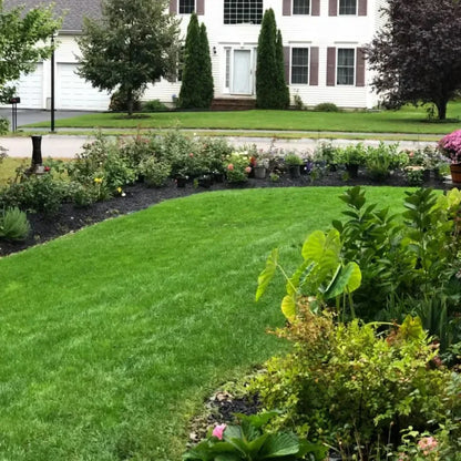 🌱 2026 Four Seasons Evergreen Grass Seed | Durable, Vibrant Green All Year