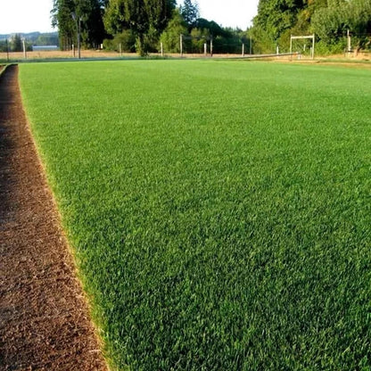 🌱 2026 Four Seasons Evergreen Grass Seed | Durable, Vibrant Green All Year