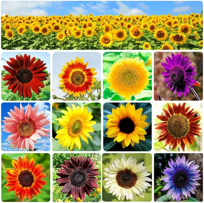 Sunflower Seeds Mix – Red & Colorful Heirloom Collection