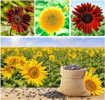 Sunflower Seeds Mix – Red & Colorful Heirloom Collection