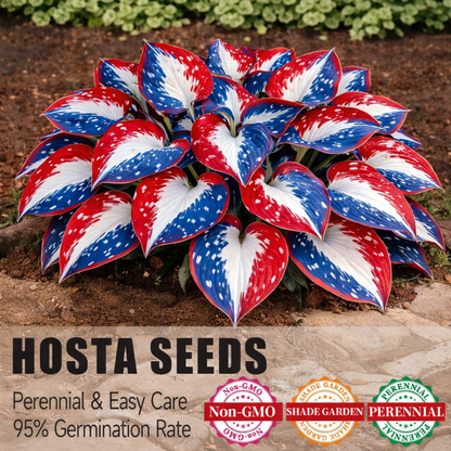 Only $12.99🎉𝐀𝐦𝐞𝐫𝐢𝐜𝐚 𝟐𝟓𝟎𝐭𝐡 𝐀𝐧𝐧𝐢𝐯𝐞𝐫𝐬𝐚𝐫𝐲🌿Premium Rare Hosta Seeds - Shade-Tolerant Plant