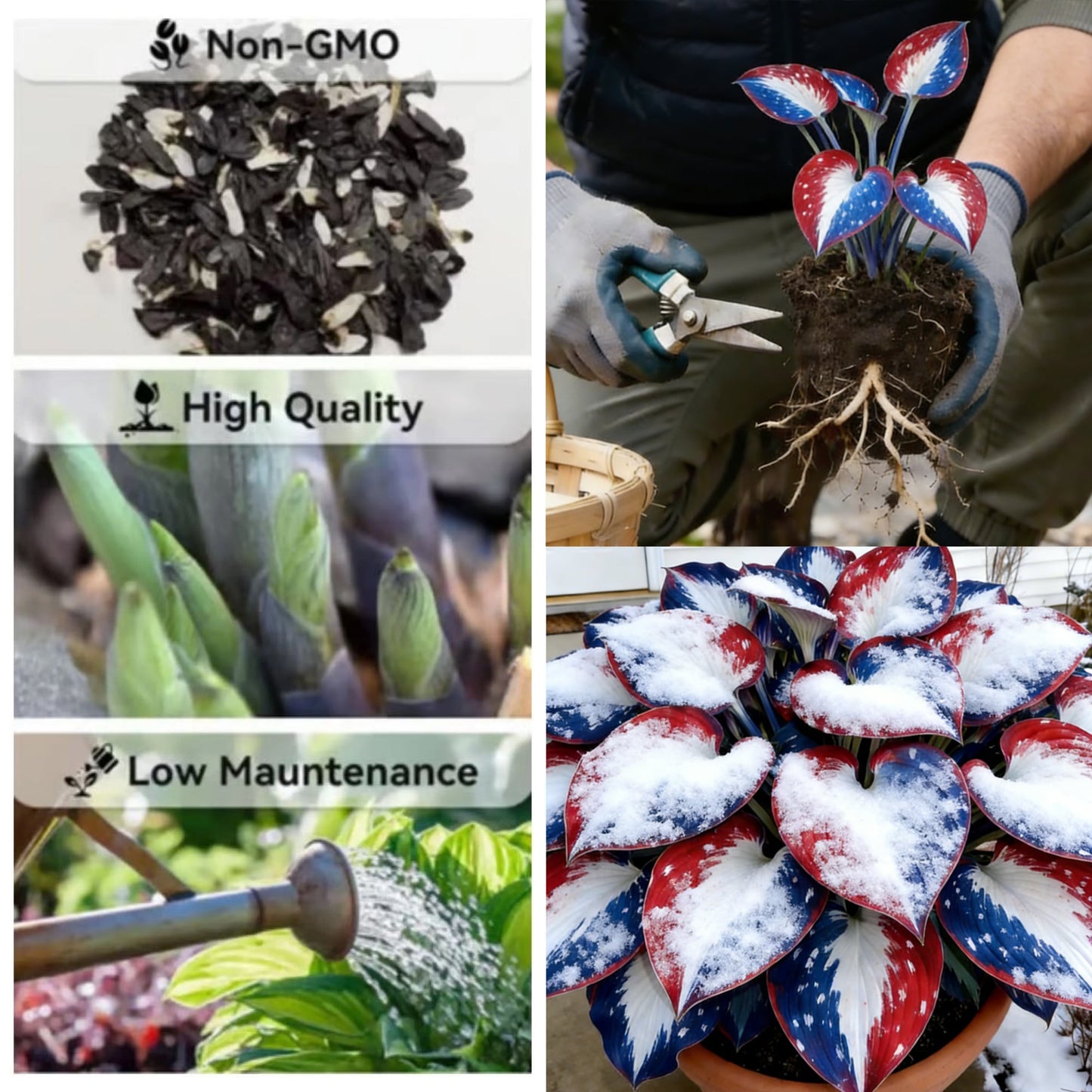 Only $12.99🎉𝐀𝐦𝐞𝐫𝐢𝐜𝐚 𝟐𝟓𝟎𝐭𝐡 𝐀𝐧𝐧𝐢𝐯𝐞𝐫𝐬𝐚𝐫𝐲🌿Premium Rare Hosta Seeds - Shade-Tolerant Plant