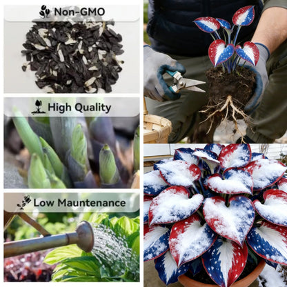 Only $12.99🎉𝐀𝐦𝐞𝐫𝐢𝐜𝐚 𝟐𝟓𝟎𝐭𝐡 𝐀𝐧𝐧𝐢𝐯𝐞𝐫𝐬𝐚𝐫𝐲🌿Premium Rare Hosta Seeds - Shade-Tolerant Plant