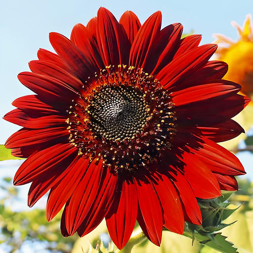 Sunflower Seeds Mix – Red & Colorful Heirloom Collection