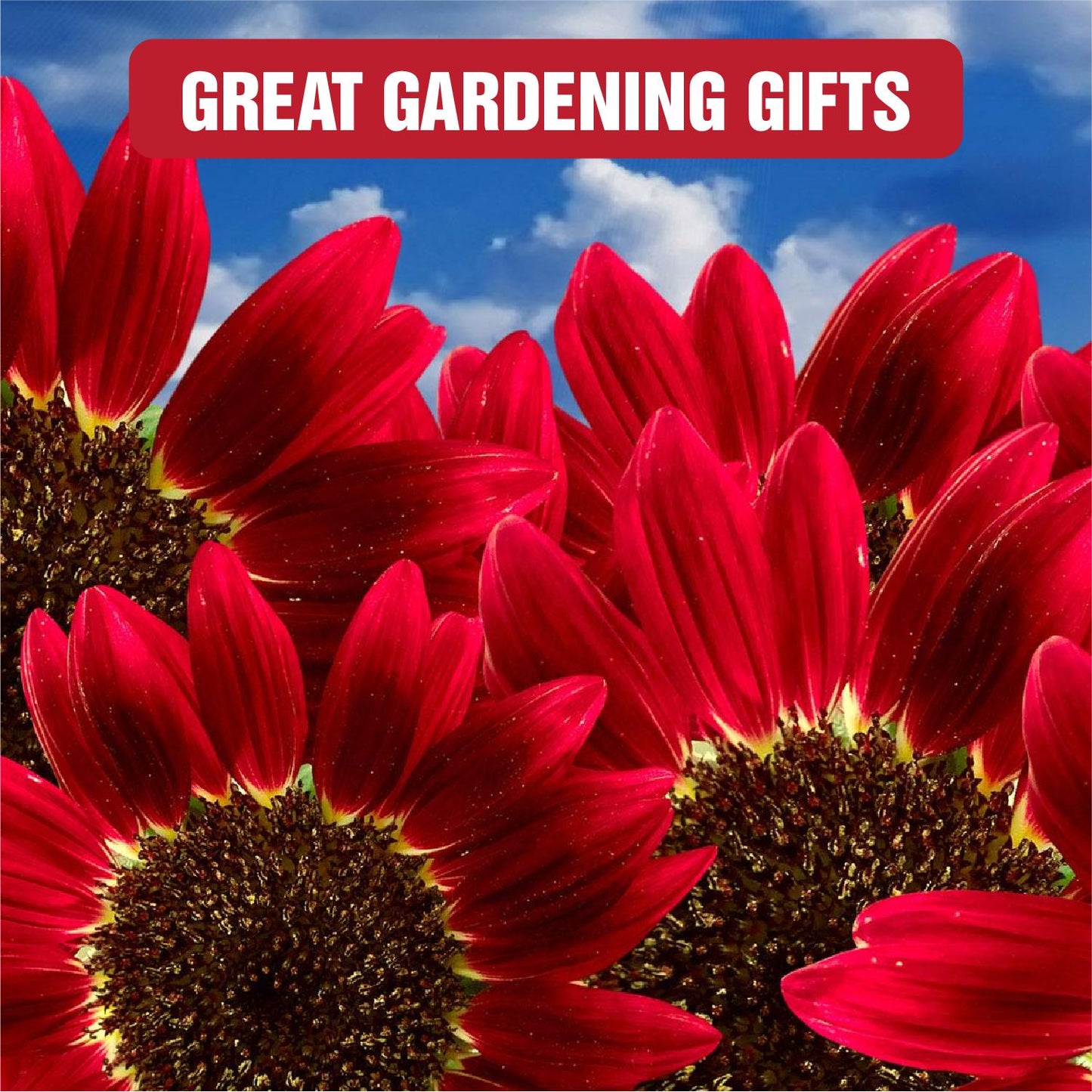 Sunflower Seeds Mix – Red & Colorful Heirloom Collection