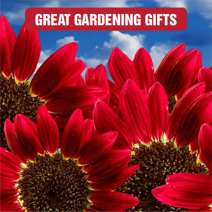 Sunflower Seeds Mix – Red & Colorful Heirloom Collection